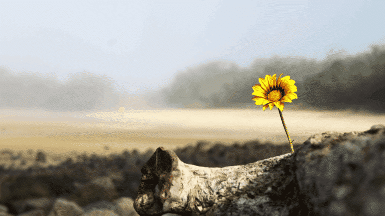 yellow daisy coming up out of a log in dirt. Field in background, sunny day